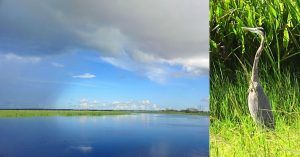 Aves Acuáticas en los Humedales de Florida. Estados Unidos.