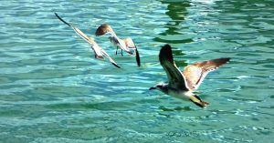 Aves de Key West Cayos de Florida. Estados Unidos.