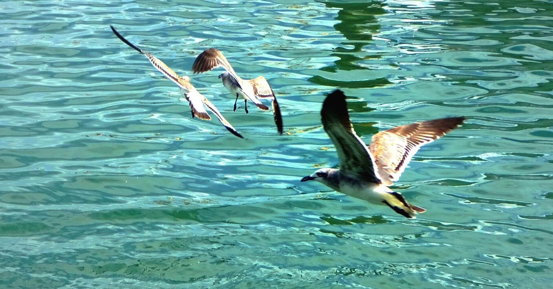 Aves de Key West Cayos de Florida. Estados Unidos.