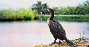 Aves del Parque Nacional Everglades, Florida. Estados Unidos.