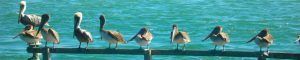Aves en la Playa de San Sebastián. Melbourne, Florida. Estados Unidos.
