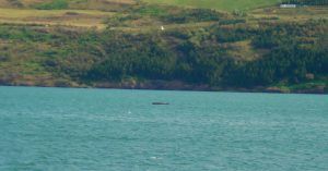 Bahía de Akurery. Ballena Piloto. Islandia.
