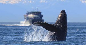 Ballena Saltando en La Bahía de Los Glaciares. Alaska, Estados Unidos.