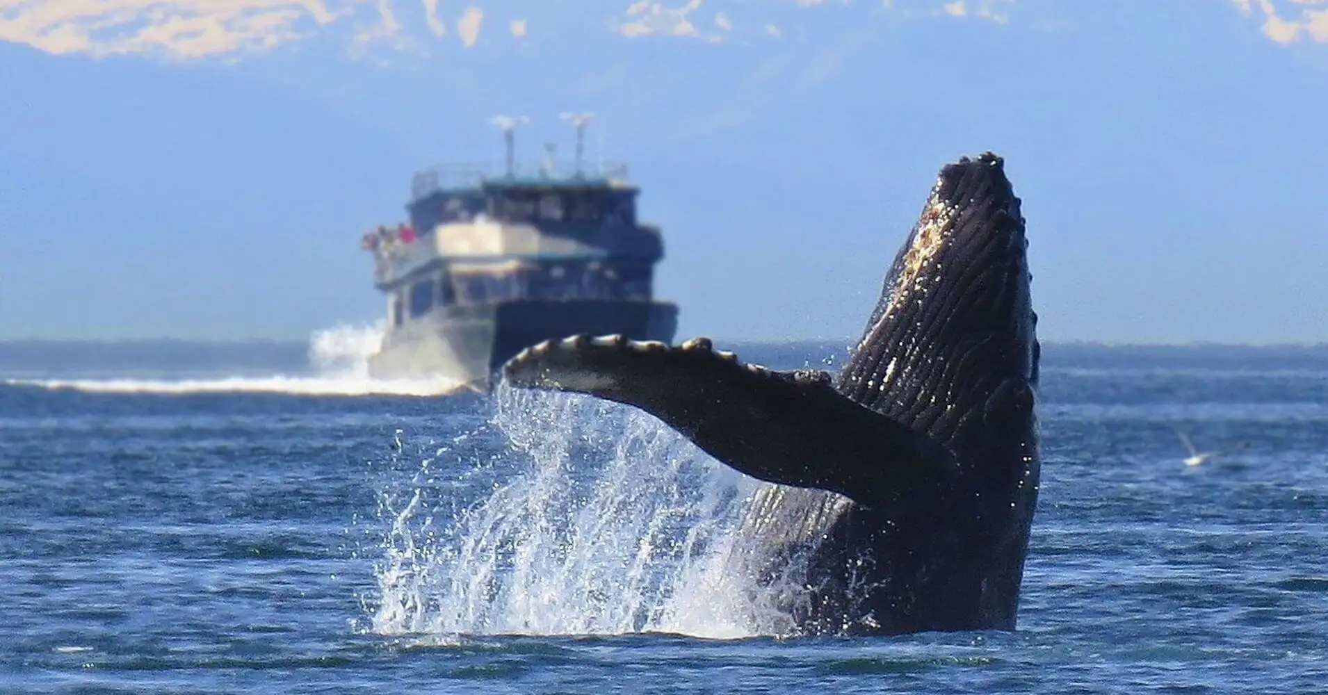 Ballena Saltando en La Bahía de Los Glaciares. Alaska, Estados Unidos.