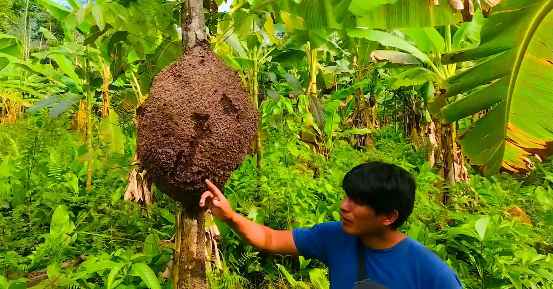 Biodiversidad Parque Nacional del Manu.