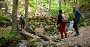 Bosque Cerrado en el Cañón de las Siete Escaleras (Canionul Sapte Scări). Montes Cárpatos. Timisu de Jos. Brasov. Transilvania. Rumanía.