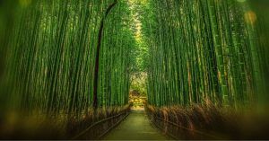 Bosque de Bambú de Arashiyama. Kyoto. Viajar a Japón.