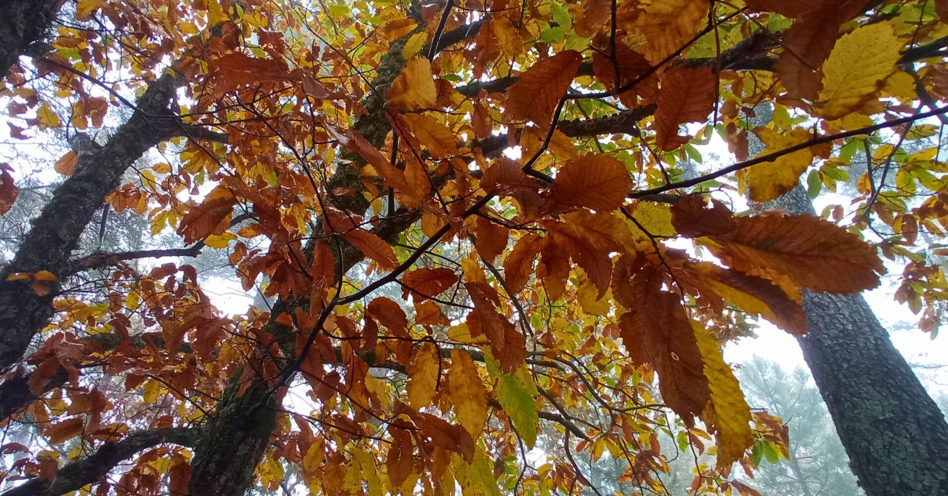 Bosque de Cobre, Málaga. Andalucía. Bosque de Cobre, Málaga. Andalucía.