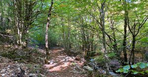 Bosque de Hayas en Riofrío de Riaza, Segovia. Castilla y León.