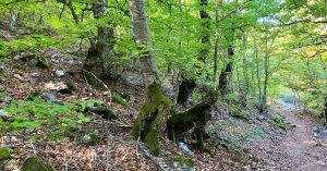 Bosque de Hayas. Riofrío de Riaza. Segovia. Castilla y León.
