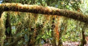 Bosque de Laurasilva del Parque Nacional de Garajonay. La Gomera, Islas Canarias.