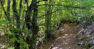 Bosque del Hayedo de La Pedrosa. Riofrío de Riaza. Segovia. Castilla y León.