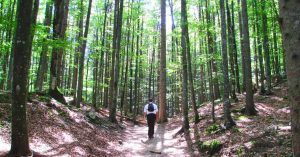 Bosque en las Gorgas de Leutaschklamm. Schanz, Leutasch. Región del Tirol. Austria.
