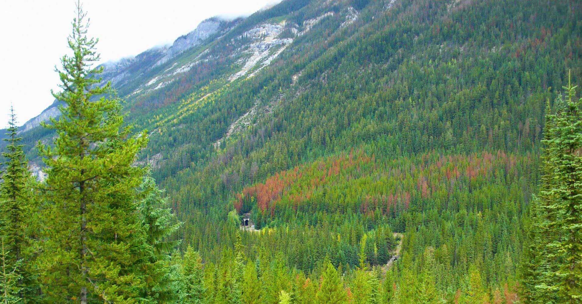 Bosque en Spiral Tunnels, Parque Nacional Yoho. Columbia Británica. Canadá. Bosque en Spiral Tunnels, Parque Nacional Yoho. Columbia Británica. Canadá.