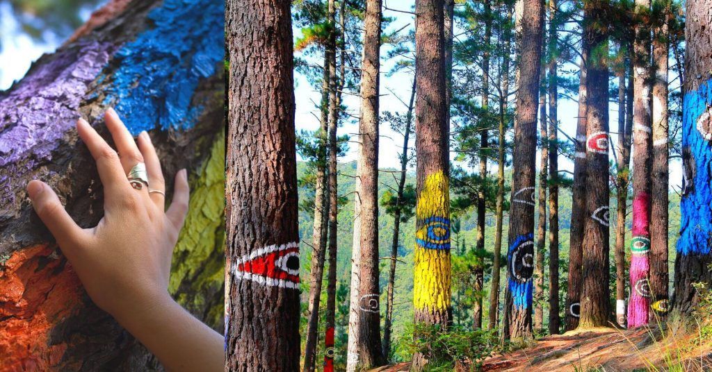 Bosque Pintado de Oma. Reserva de la Biosfera de Urdaibai. Viaje Road Trip País Vasco en Autocaravana. Bosque Pintado de Oma. Reserva de la Biosfera de Urdaibai. Viaje Road Trip País Vasco en Autocaravana.