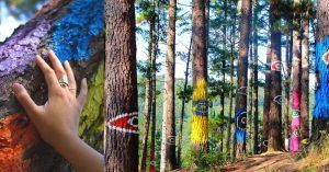 Bosque Pintado de Oma. Reserva de la Biosfera de Urdaibai. Viaje Road Trip País Vasco en Autocaravana.