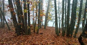 Bosques de Andalucía y Rutas de Otoño.