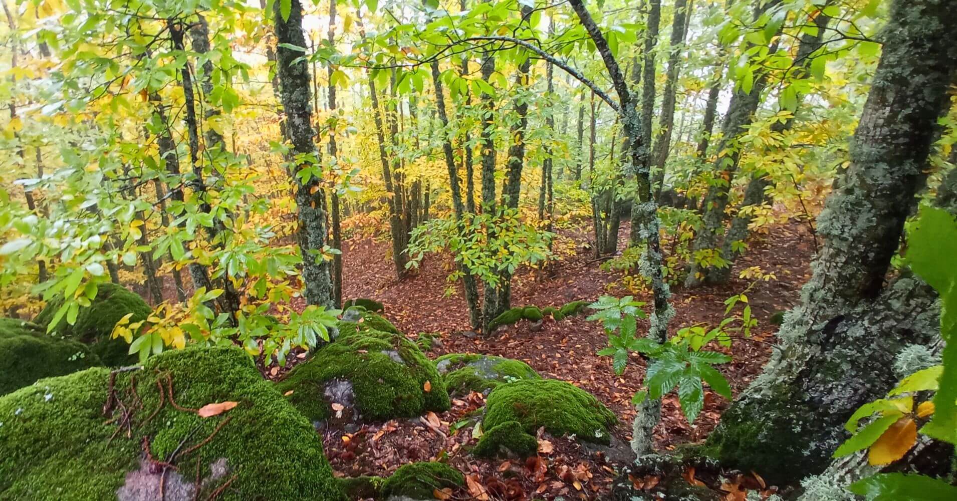 Bosques de España y Rutas de Otoño. Bosques de España y Rutas de Otoño.