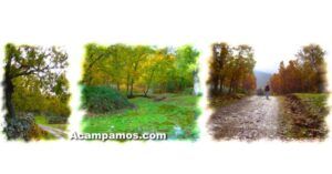 Bosques de los Montes de Toledo.