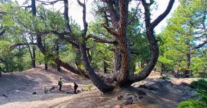 Bosques de Pino Canario de la Ruta de Los Volcanes. La Palma, Islas Canarias.