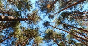 Bosques de Valsaín. Pino Albar o Pino Silvestre. Segovia, Castilla y León.