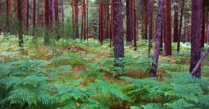 Bosques de Valsaín. Segovia. Castilla y León.