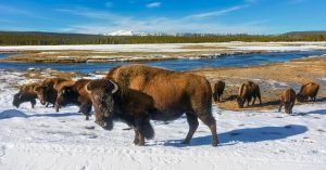 Búfalos del Parque Nacional de Yellowstone. Estados Unidos.