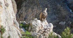 Buitreras del Cañón del río Lobos. Castilla y León.