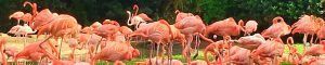Busch Gardens, Tampa. Florida.
