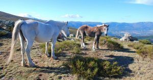 Caballos en el Collado de La Najarra. Rascafría. Comunidad de Madrid.