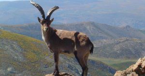 Cabra Hispánica Victoriae, Sierra de Gredos. Ávila, Castilla y León.