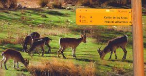 Cabras en Cañón de los Arcos. Calomarde, Teruel.
