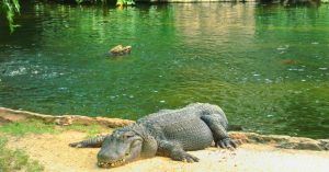 Caimán del Parque Nacional de Everglades. Florida, Estados Unidos.