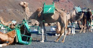 Camellos del Parque Nacional de Timanfaya. Lanzarote, Islas Canarias.
