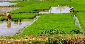 Campos de Arroz en Vietnam.