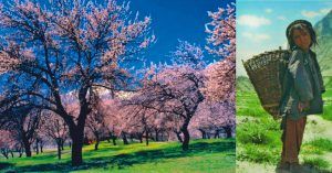 Campos en Flor de La Región de Baltistán. Pakistán.