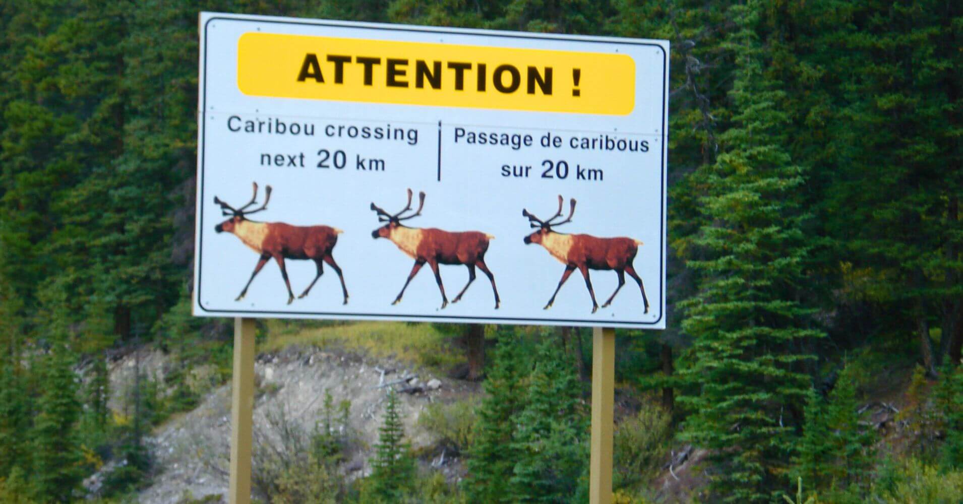 Cartel de Peligro por el paso de Caribus. Oeste de Canadá.