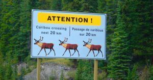Cartel de Precaución por Caribúes. Parque Nacional Jasper. Alberta, Canadá.