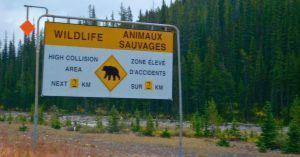Cartel informativo del peligro de animales salvajes. Oeste de Canadá.