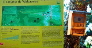 Castañar de Valdeazores. Jaén. Andalucía.