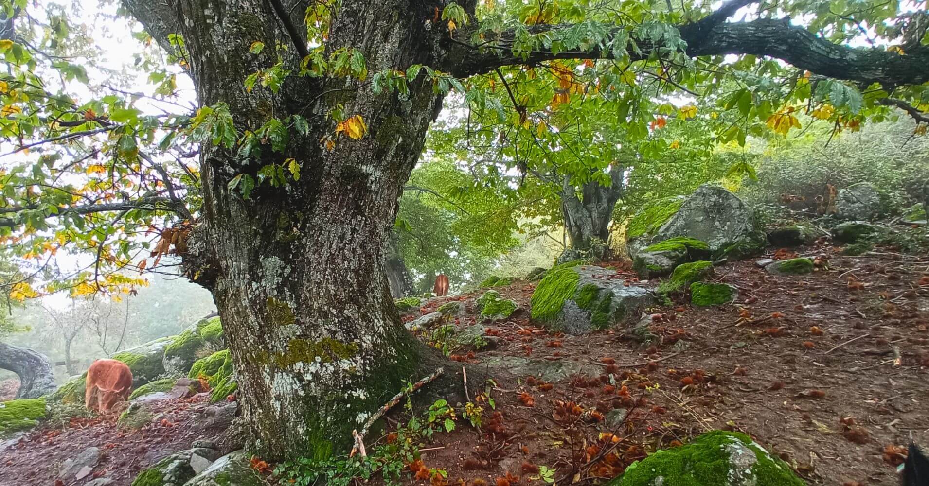 Castaño Centenario. Bosques de España. Castaño Centenario. Bosques de España.