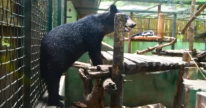 Centro de Rescate de Osos Kuang Si, Laos.