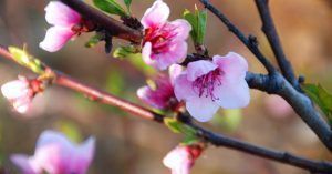 Cerezos en Flor del Valle del Jerte. Cáceres. Extremadura.