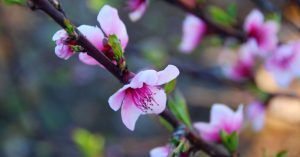 Cerezos en Flor del Valle del Jerte. Cáceres, Extremadura.