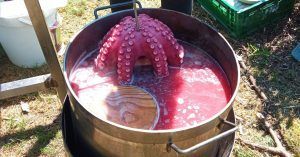 Cociendo Pulpo en Refuxio de los Verdes. Coristanco, A Coruña. Galicia.