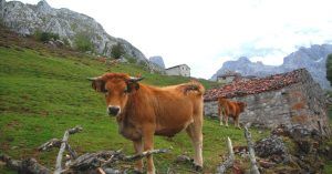 Collado de Pandébano y Refugio de la Tenerosa. Travesía de Picos de Europa. Asturias.