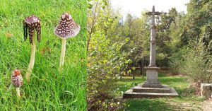 Cruz de Los Romeros de La Virgen de Gracia. Bosque de La Herrería. Madrid.
