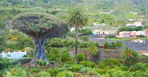 Drago de Icod de los Vinos. Tenerife, Islas Canarias.