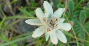 Edelweiss en el Parque Nacional de Ordesa. Huesca.