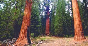 El Bosque de las Sequoias Gigantes. California. Estados Unidos.
